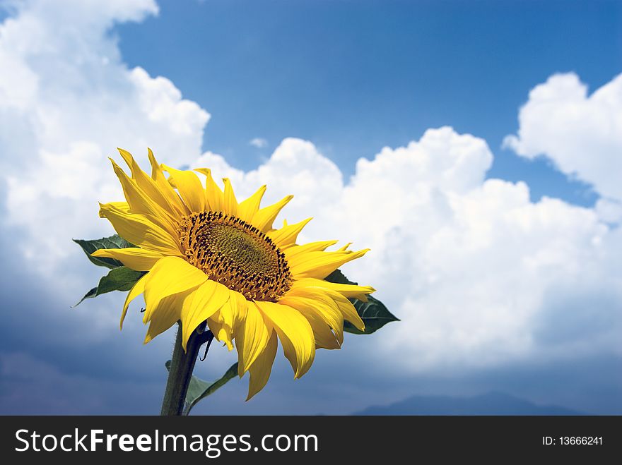 One of sunflower and sky with clouds