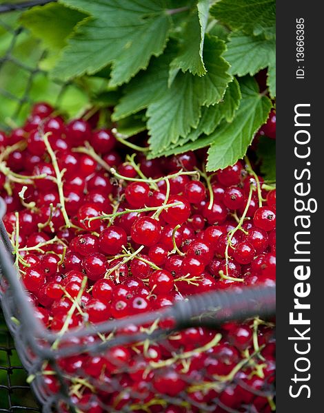 Still life of redcurrant in basket