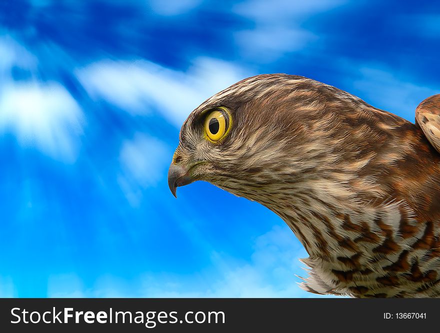 The sparrow-hawk on a white background. The sparrow-hawk on a white background.