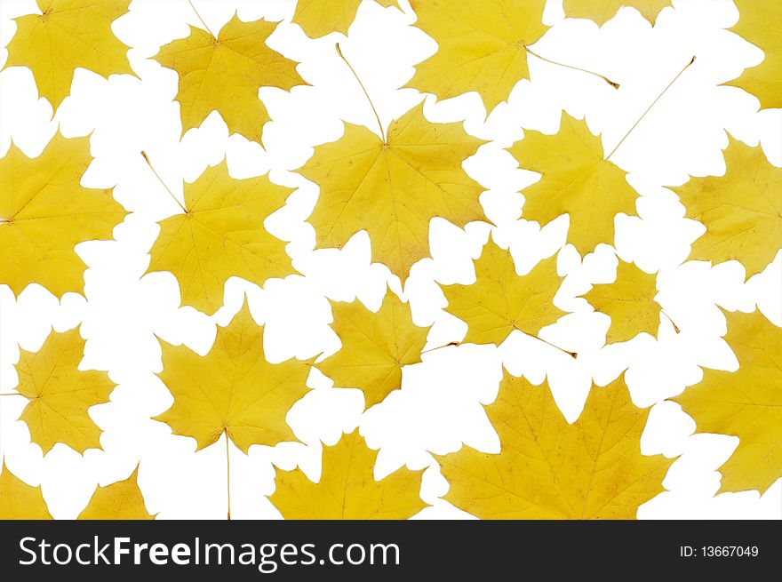 Autumn maple leaves isolated on white background