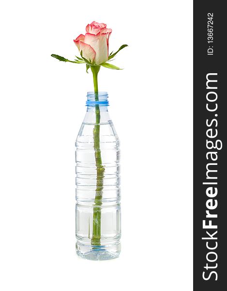 A rose in a bottle taken on a white background