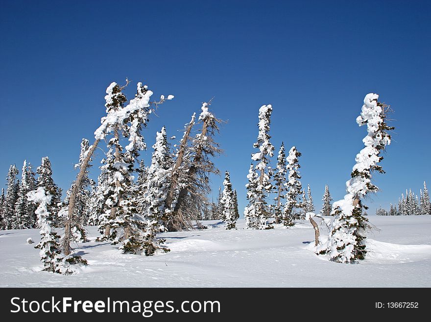 Snow Covered Trees