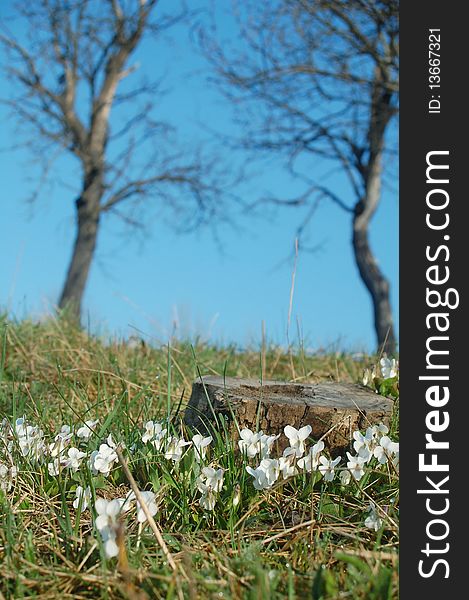 photo of fen violet in spring meadow. photo of fen violet in spring meadow