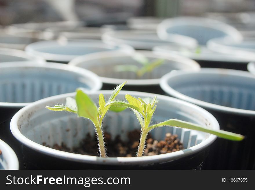 Macro photo of young tomato plants growing. Macro photo of young tomato plants growing