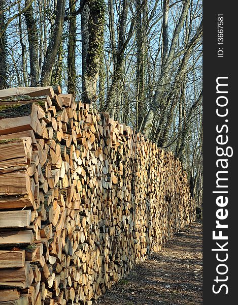 A large wall of firewood in the forest