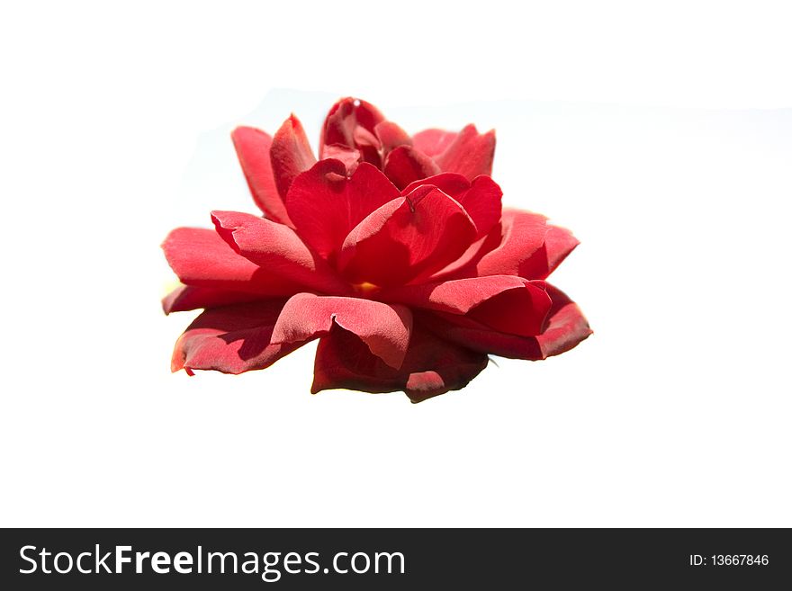 Red flower isolated on white. Red flower isolated on white