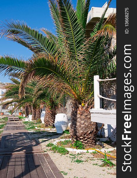 Palm trees on the beach on the island of Mykonos. Palm trees on the beach on the island of Mykonos