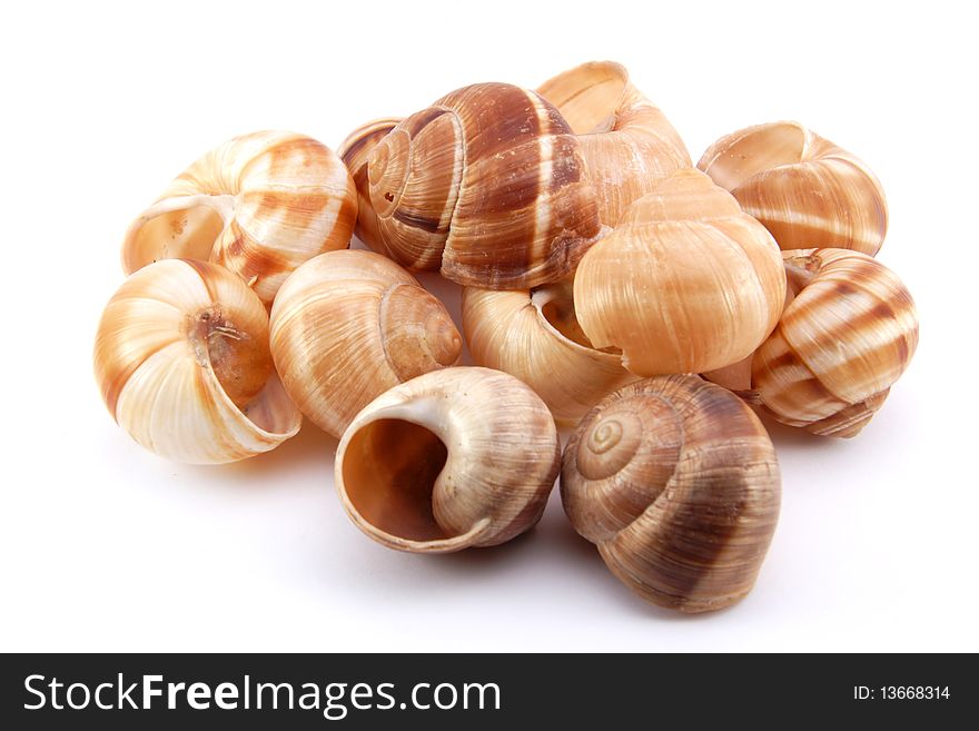 Snail shells on white background