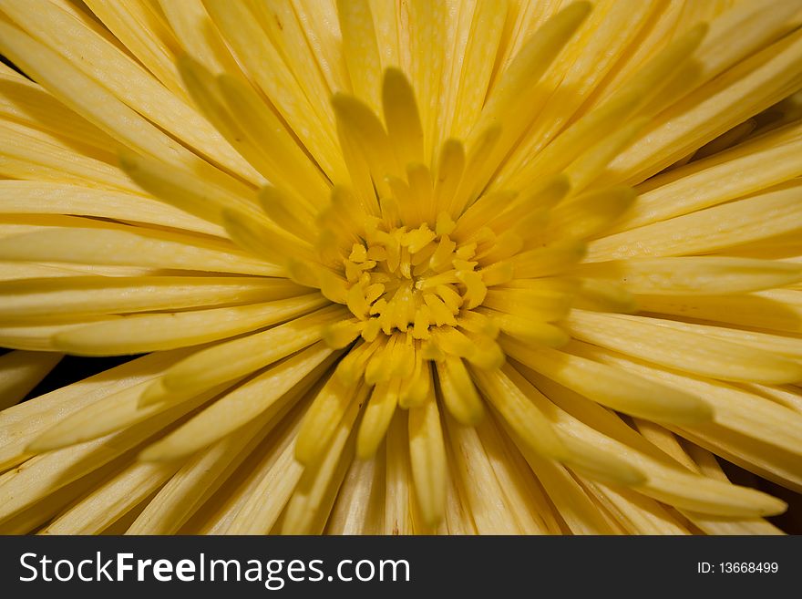 Chrysantemums