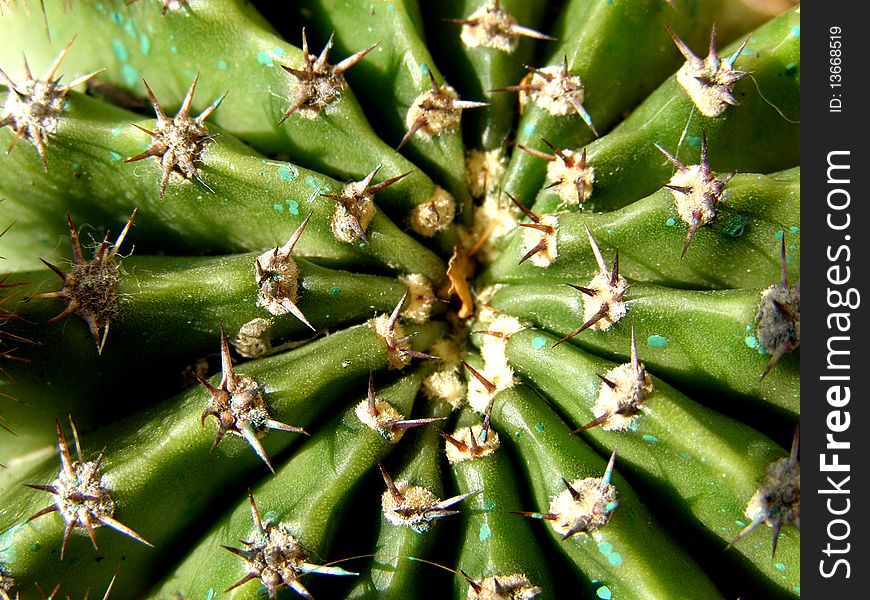 Photo of spiny cactus background