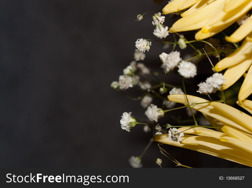 This photo chrysanthemums donated by my mother's birthday. This photo chrysanthemums donated by my mother's birthday