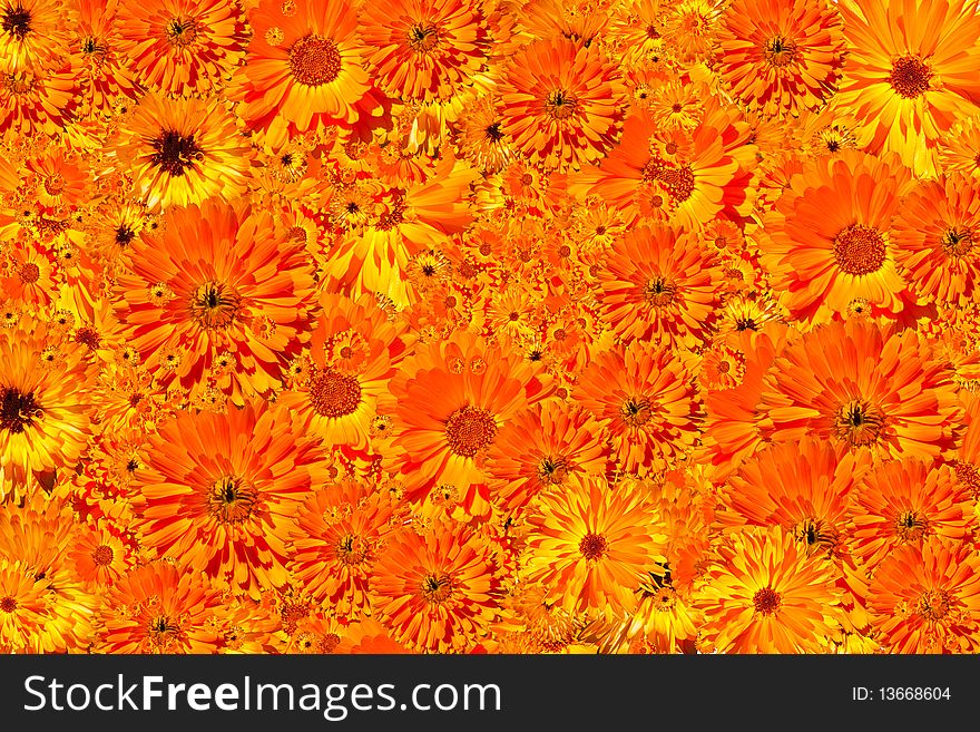 Orange flower background consisting of hundreds of flowers, filling the whole frame
