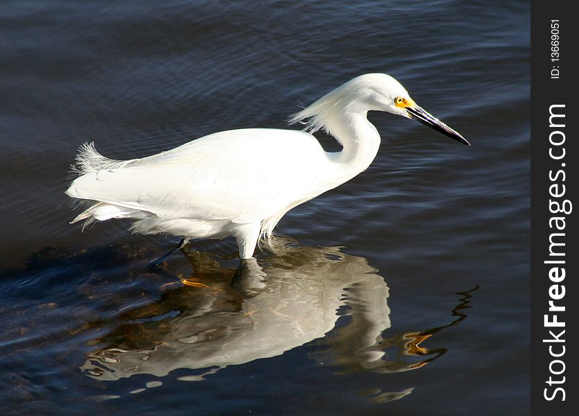 A Snowy Egret hunting at Ding Darling, Florida. A Snowy Egret hunting at Ding Darling, Florida