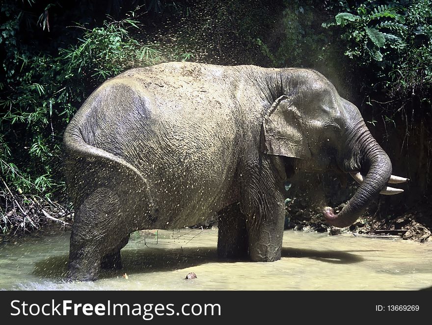 Elephant taking a shower in Thailand. Elephant taking a shower in Thailand