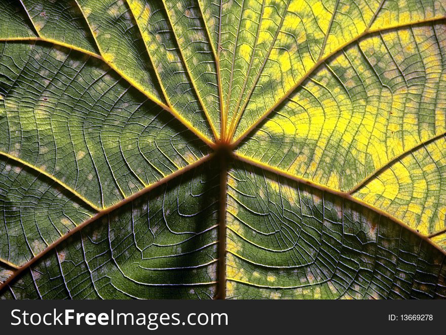 Detail of a leaf with many veins