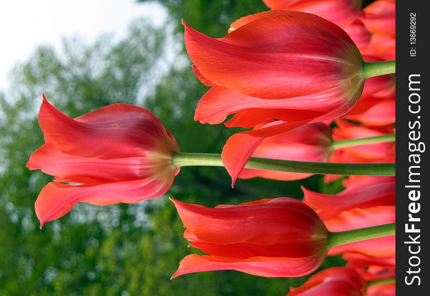 Red tulip flowers in a garden. Red tulip flowers in a garden