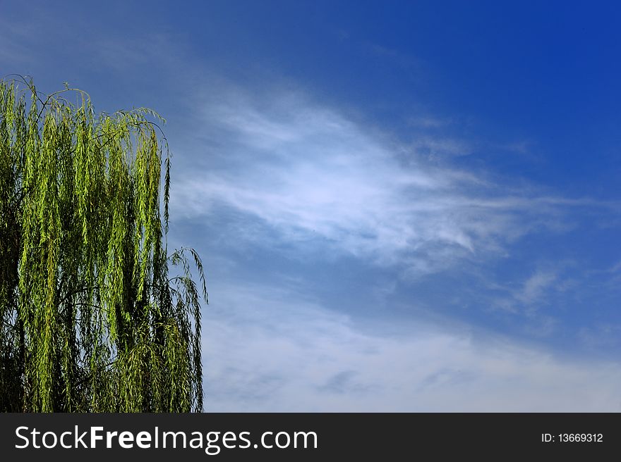Willow branches of spring of chengdu