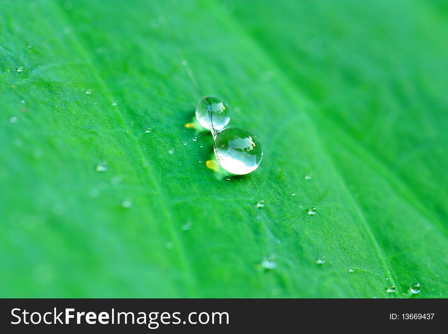 The water drop on the leaf in the morning.