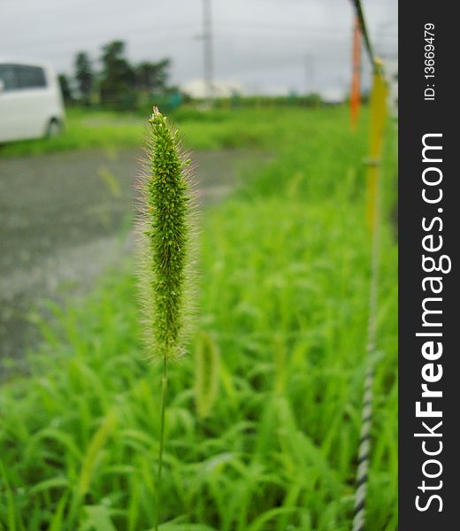 A piece of Green Bristlegrass Herb under Mount Fuji