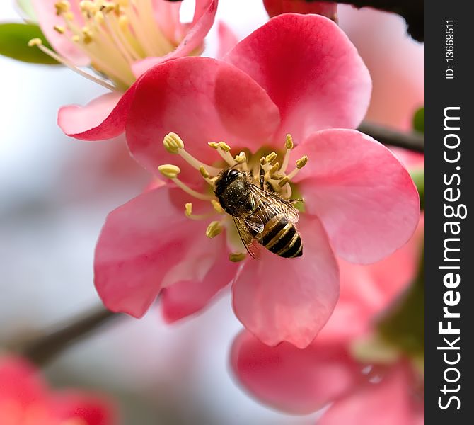 Begonia And Bee