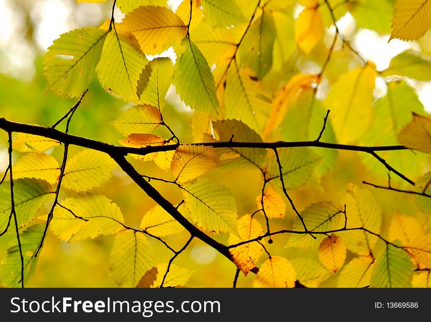 Golden autumn in the city park