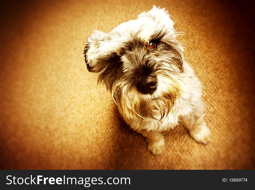 An adorable Miniature Schnauzer looking up at the camera. An adorable Miniature Schnauzer looking up at the camera.