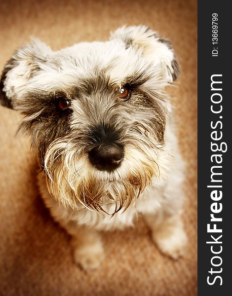 An adorable Miniature Schnauzer looking up at the camera.