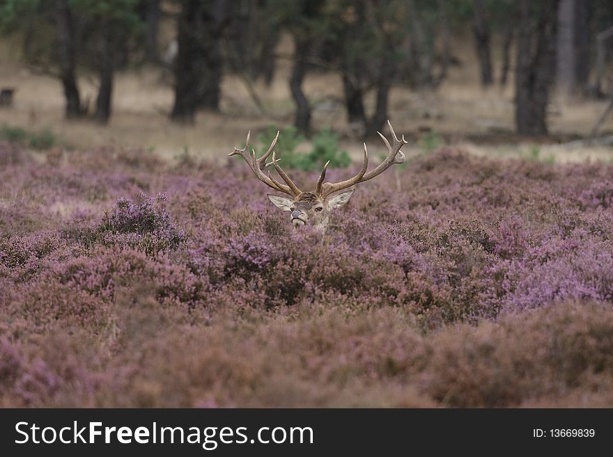 A Red Deer posing in a meadow with his head just sticken out