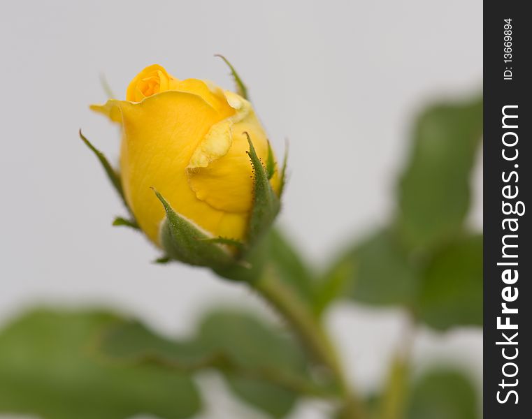 Beautiful yellow rose on the green natural background.Shallow focus