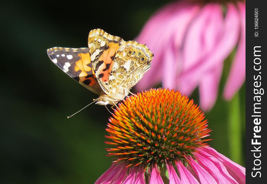 Butterfly, Insect, Nectar, Moths And Butterflies