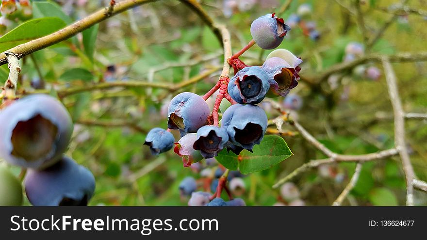 Blueberry, Berry, Plant, Bilberry