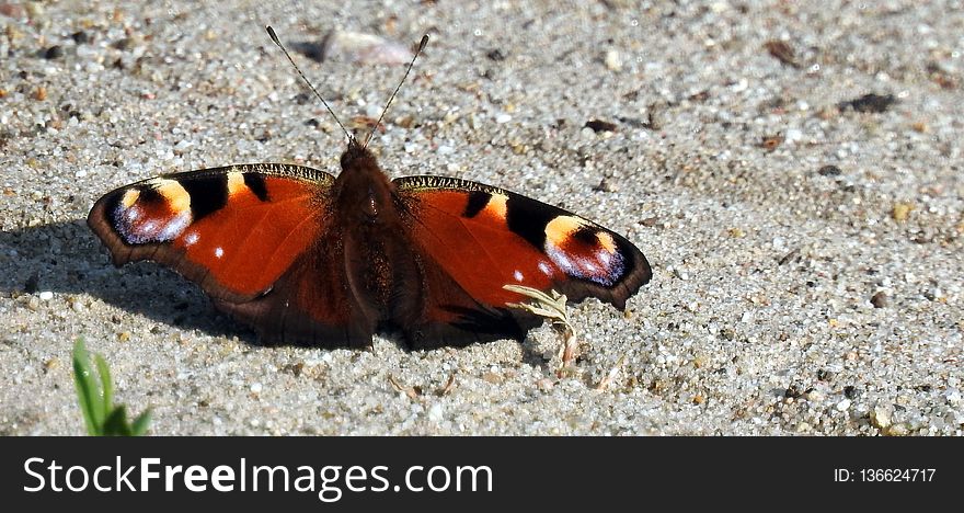 Moths And Butterflies, Butterfly, Insect, Invertebrate