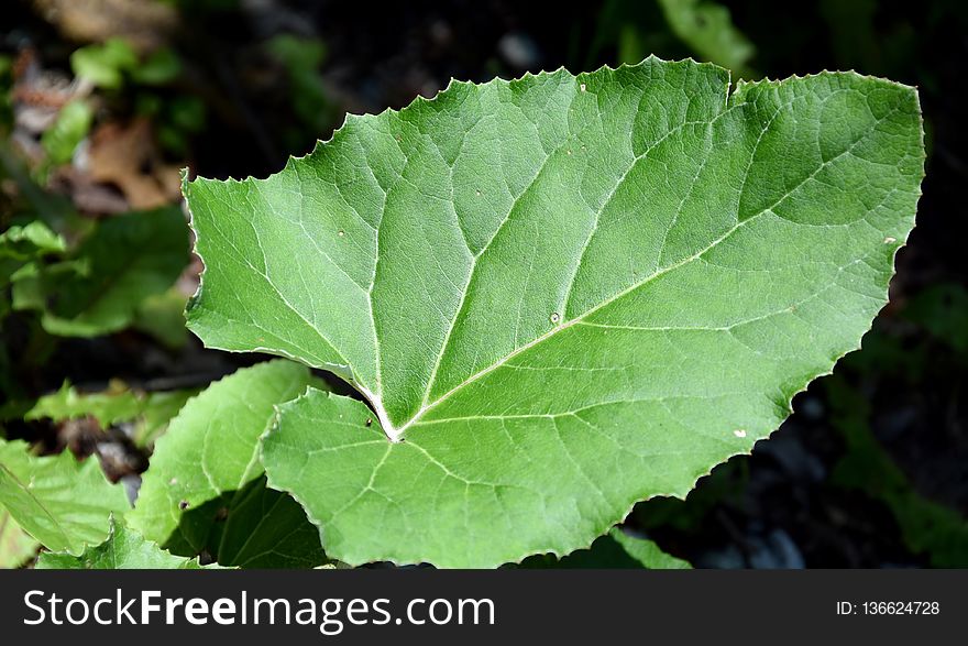 Leaf, Plant, Annual Plant, Grape Leaves