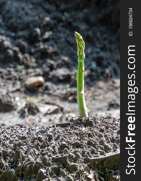 Flora, Plant, Soil, Grass