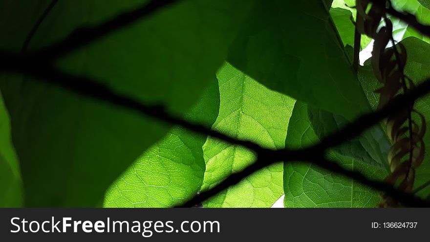 Leaf, Green, Vegetation, Branch