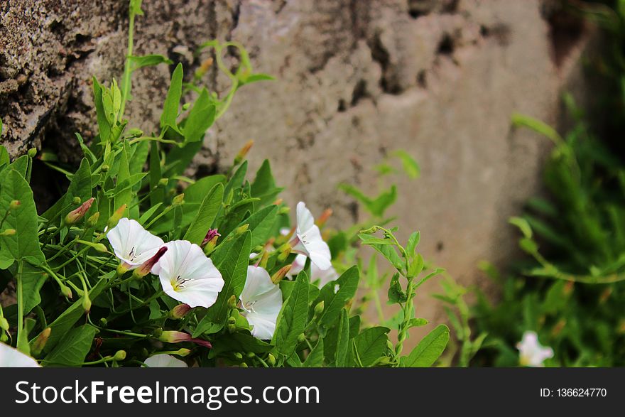 Flower, Plant, Flora, Flowering Plant