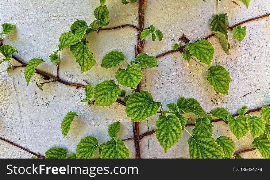 Plant, Leaf, Herb, Ivy