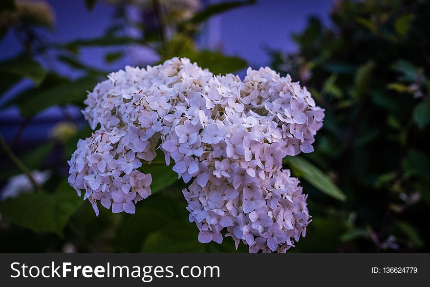 Flower, Plant, Hydrangea, Flora