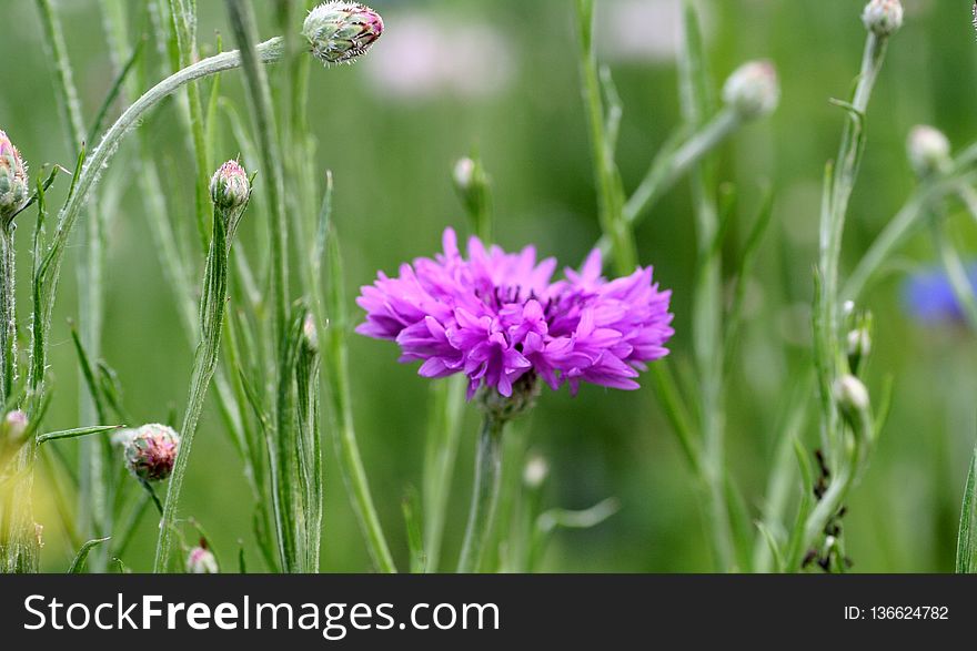 Chives, Flower, Grass, Plant