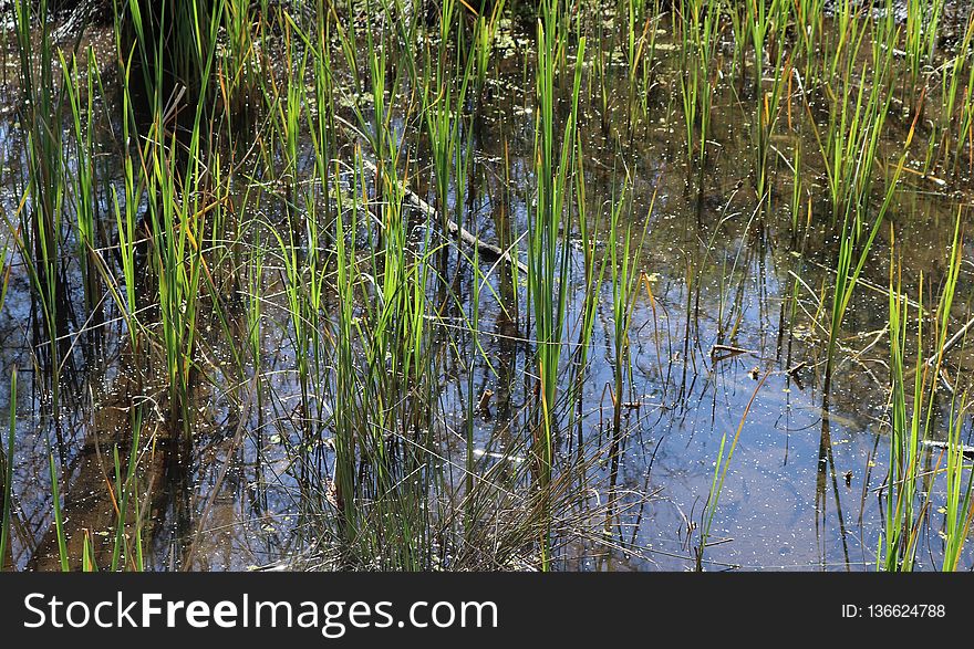 Water, Vegetation, Wetland, Grass Family