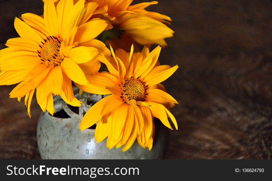 Flower, Yellow, Still Life Photography, Wildflower