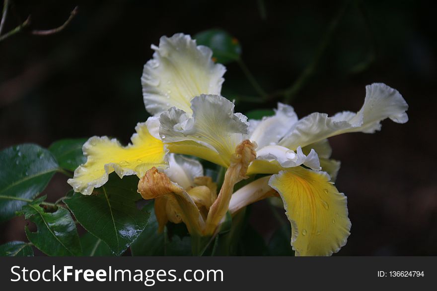 Flower, Plant, Flowering Plant, Flora