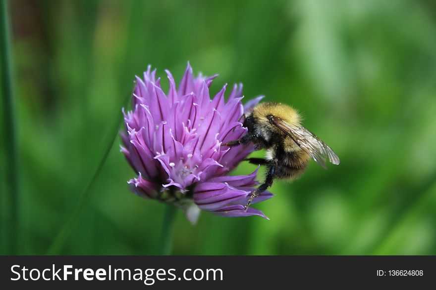 Bee, Honey Bee, Flower, Purple
