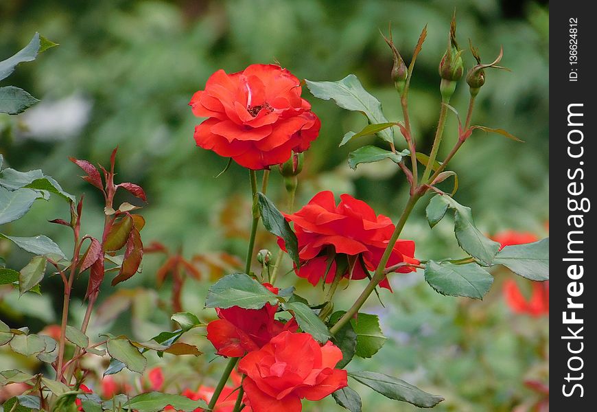 Flower, Rose Family, Rose, Flowering Plant