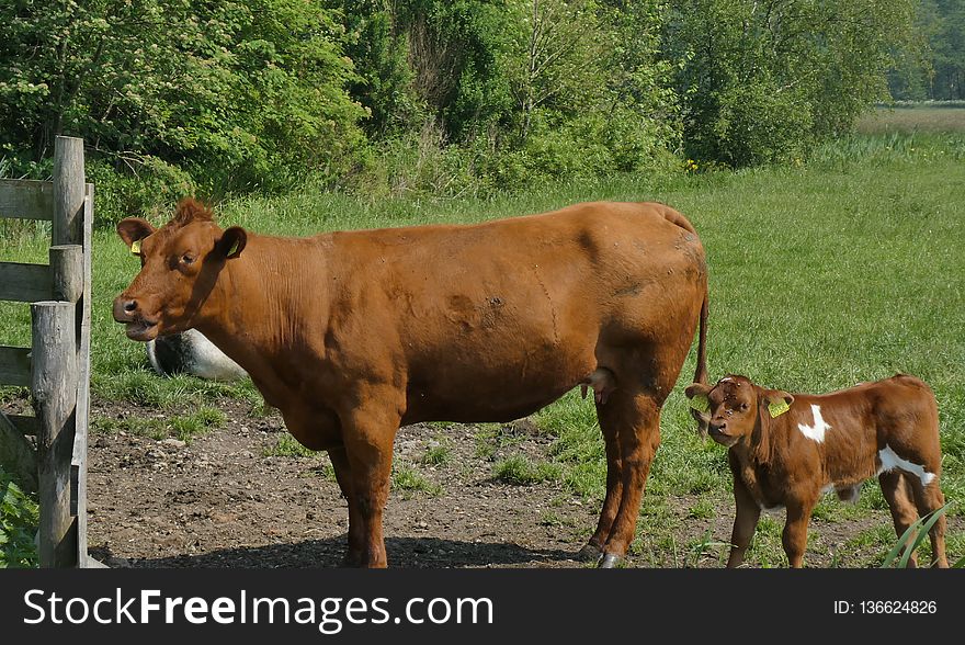 Cattle Like Mammal, Pasture, Grazing, Grass