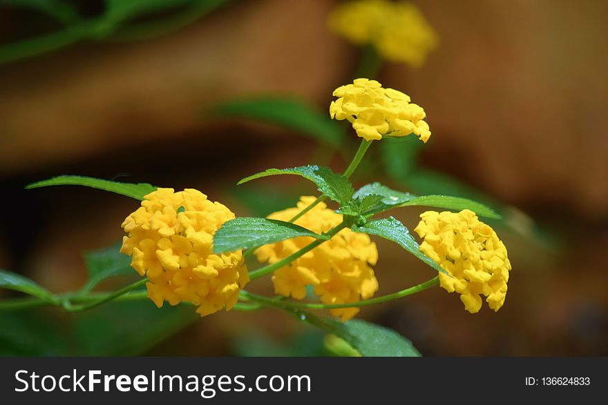 Yellow, Flower, Flora, Lantana Camara