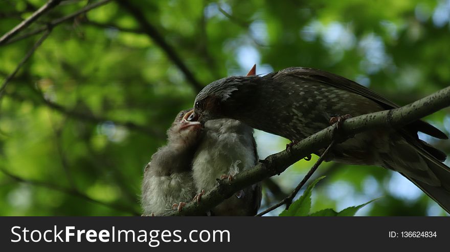 Bird, Beak, Fauna, Ecosystem