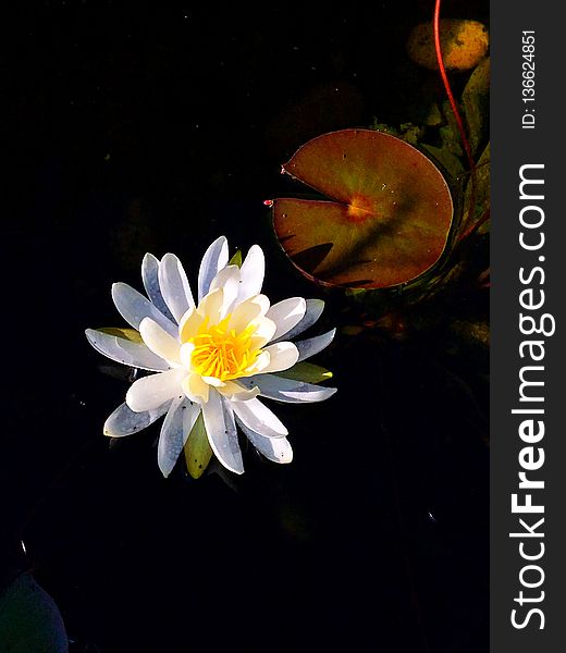 Flower, Flora, Yellow, Plant