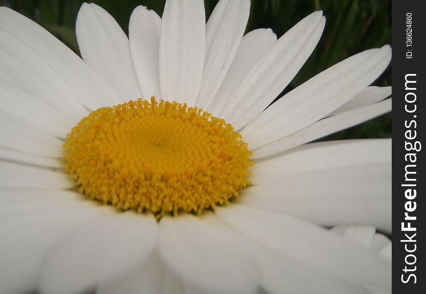 Flower, Oxeye Daisy, Yellow, Flora