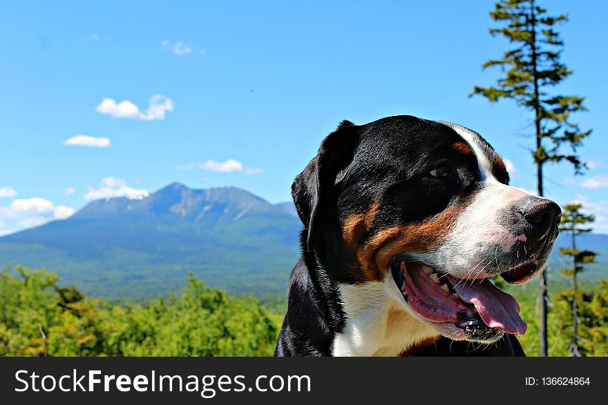 Dog, Dog Breed, Greater Swiss Mountain Dog, Dog Like Mammal